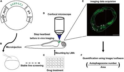 In situ assessment of statins’ effect on autophagic activity in zebrafish larvae cardiomyocytes